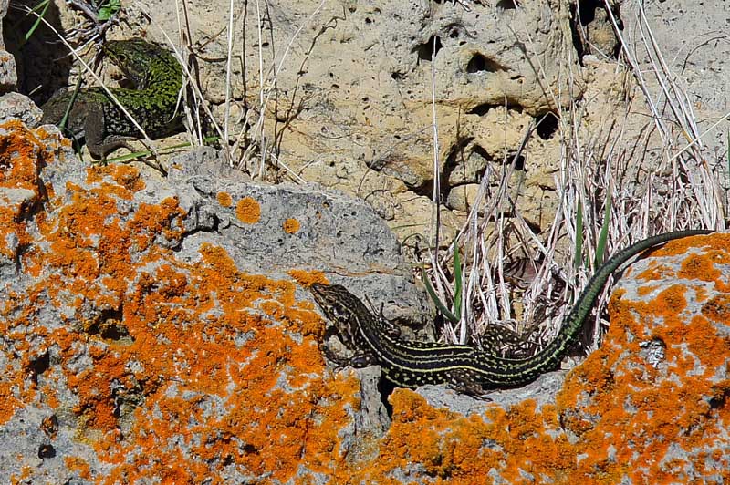 Strana coppia di lucertole